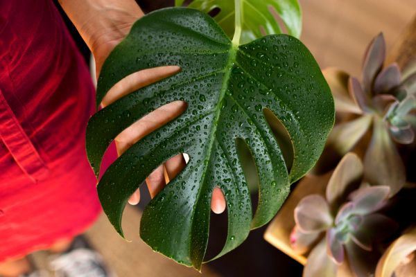 Entretien de l’alocasia : conseils pratiques et astuces pour un feuillage éclatant